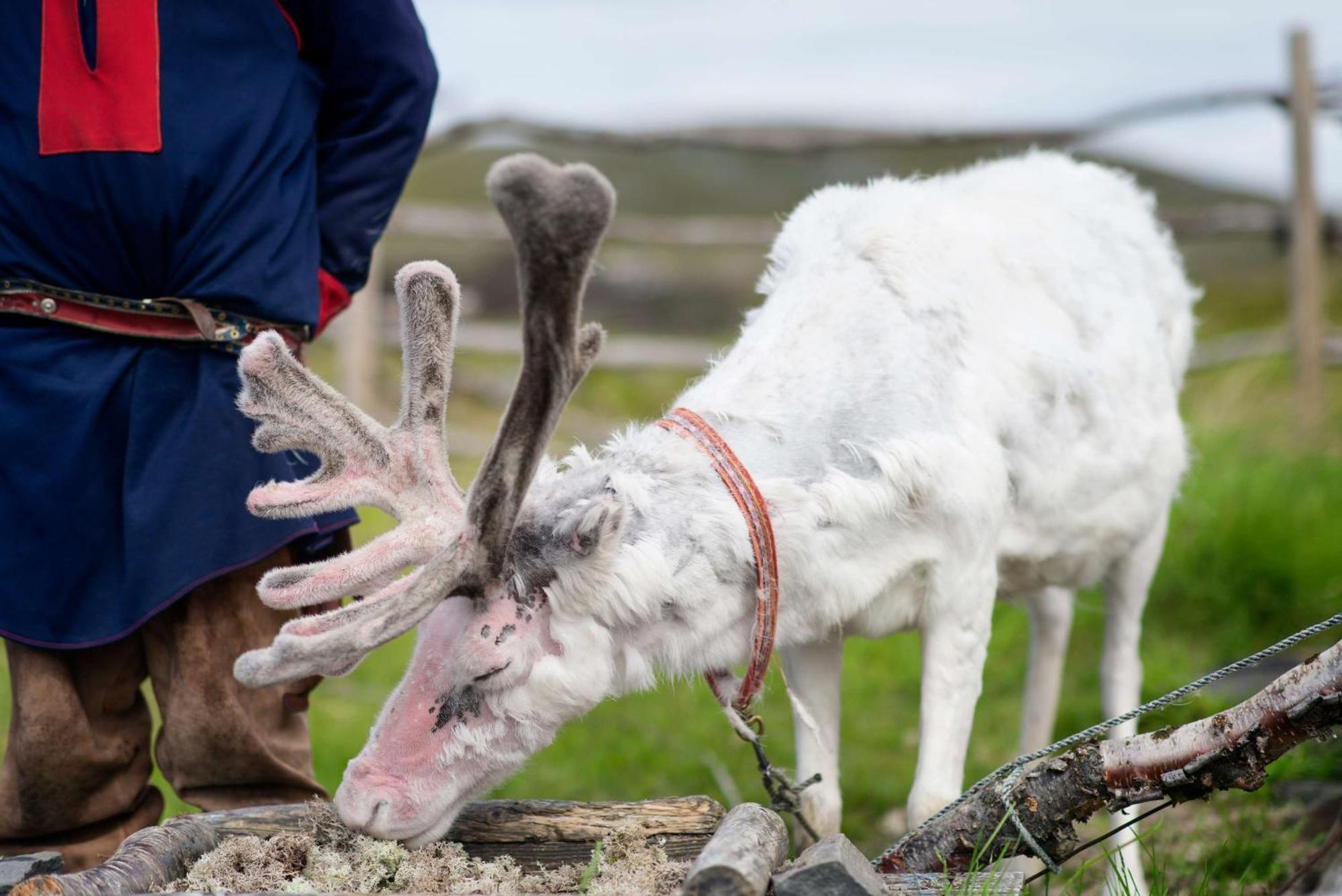 Scandic Nordkapp Honningsvag Luaran gambar